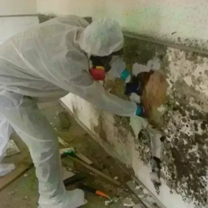 Mold Remediation and Removal in Martin County, MN